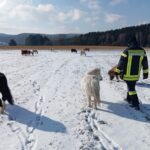 Einsatz 1/25 – THL – Großtierrettung